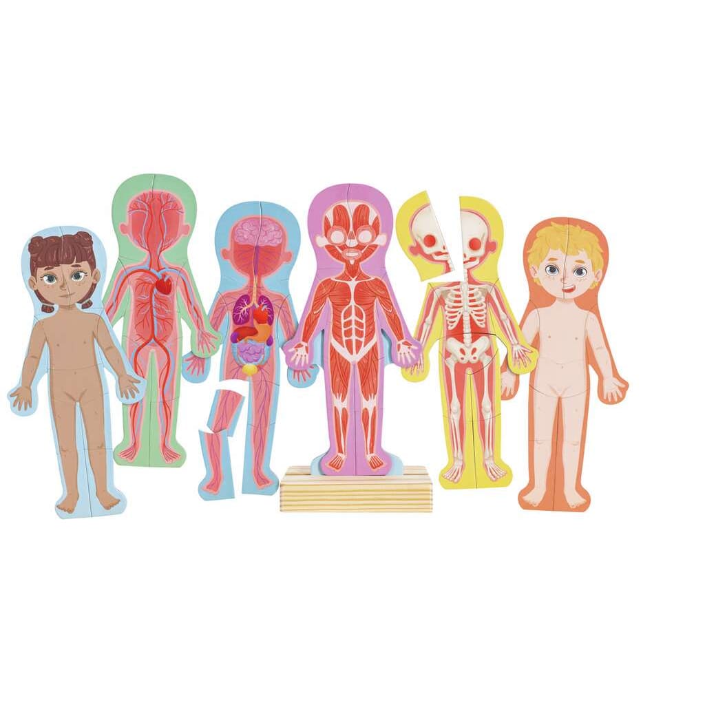 PUZZLE MAGNÉTICO DEL CUERPO HUMANO2