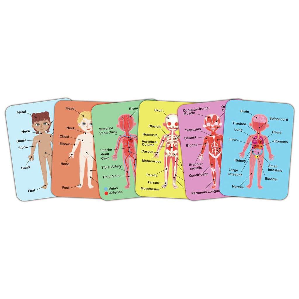 PUZZLE MAGNÉTICO DEL CUERPO HUMANO3