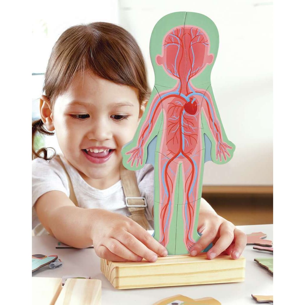 PUZZLE MAGNÉTICO DEL CUERPO HUMANO4