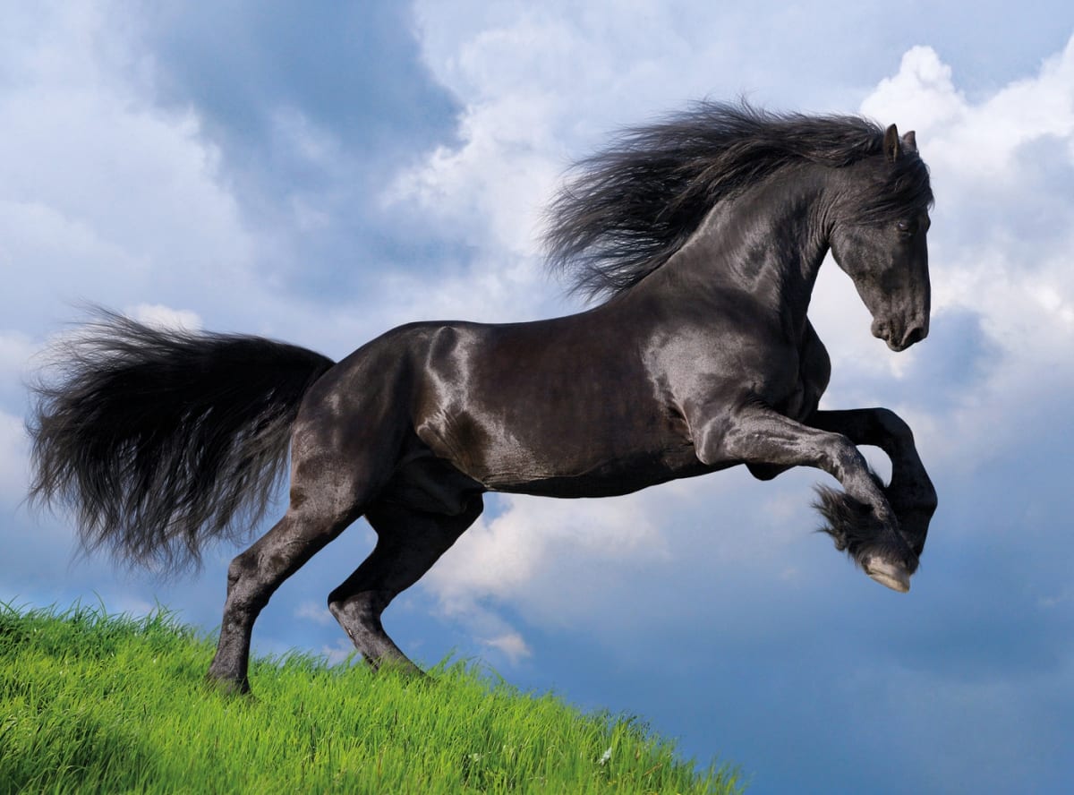 PUZZLE 500 PCS CABALLO NEGRO FRESIA2