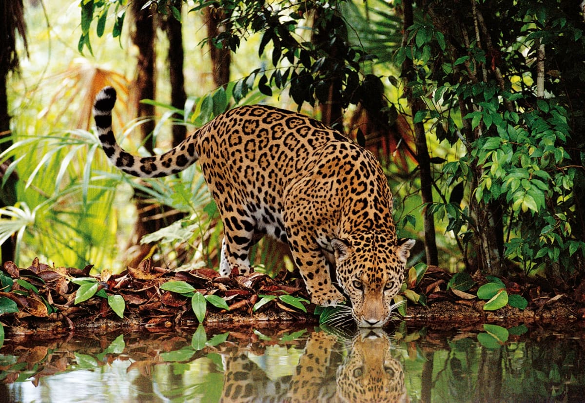 PUZZLE 2000 PCS LEOPARDO2