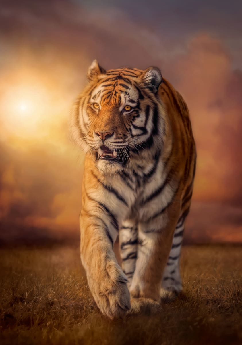 PUZZLE 1500 PCS TIGRE2