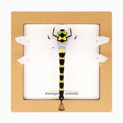 Armable de insecto: Libélula Anotogaster sieboldii