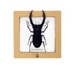 Armable de insecto: Escarabajo ciervo H. mandibularis