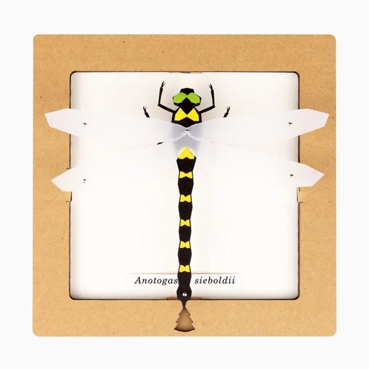 Armable de insecto: Libélula Anotogaster sieboldii1