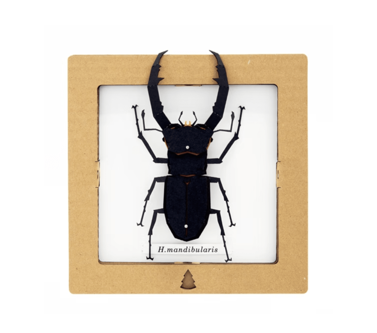 Armable de insecto: Escarabajo ciervo H. mandibularis1