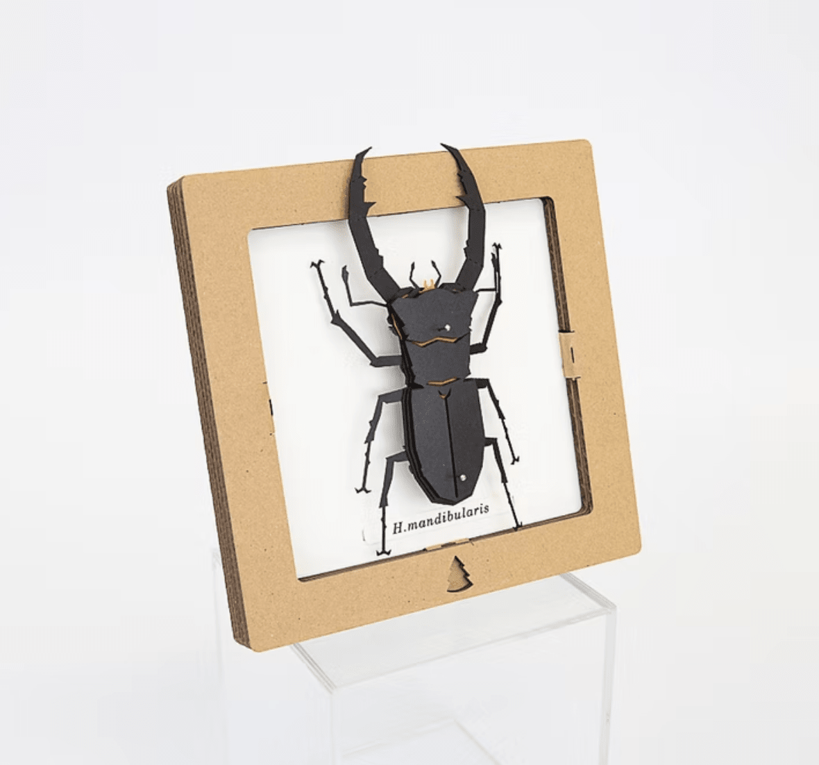 Armable de insecto: Escarabajo ciervo H. mandibularis3