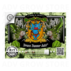 BRUCE BANNER AUTO-SWEET SEEDS