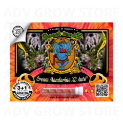 CREAM MANDARINE XL AUTO-SWEET SEEDS