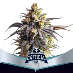 CRITICAL+2 XXL AUTO-BSF SEEDS PACK X4