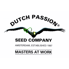 AUTO MELONADE RUNTZ-DUTCH PASSION PACK X3