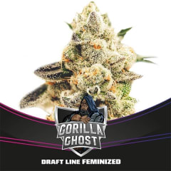 GORILLA GHOST FEM-BSF SEEDS PACK X4
