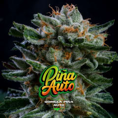 GORILLA PIÑA AUTO-BSF SEEDS PACK X4