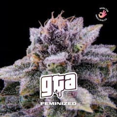 GTA FEM-BSF SEEDS PACK X4