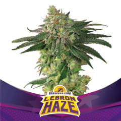 LEBRON HAZE FEM-BSF SEEDS PACK X4