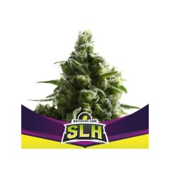 SUPER LEMON HAZE FEM-BSF SEEDS PACK X4