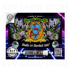 STUDIO 54 STARDUST AUTO-SWEET SEEDS