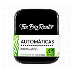 BIG AMNESIA AUTO-THE BIG ROOTS