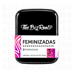 AK47 FEM-THE BIG ROOTS