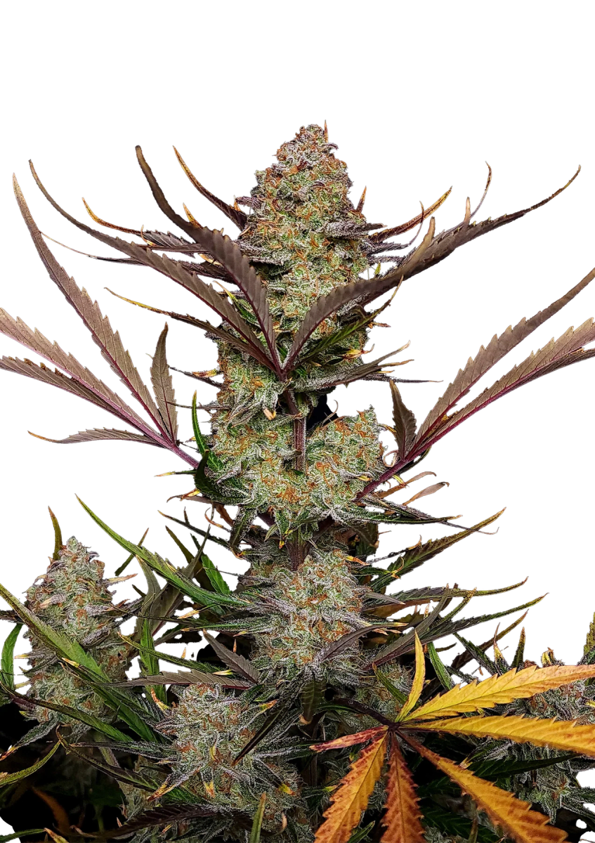 APPLE STRUDEL AUTO-FAST BUDS PACK 3+22