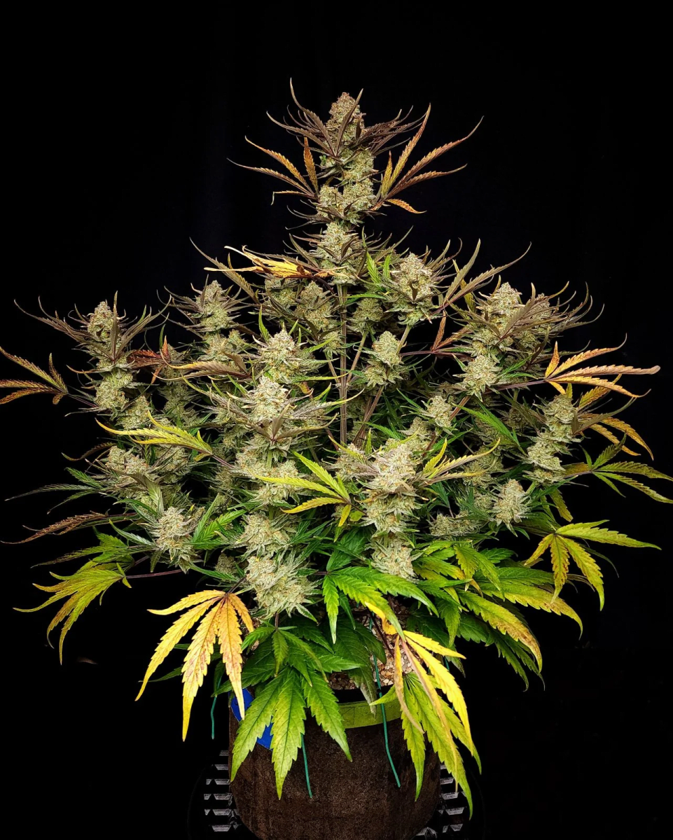 APPLE STRUDEL AUTO-FAST BUDS PACK 3+23