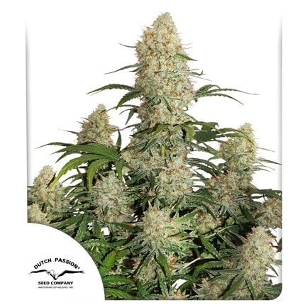 AUTO CRITICAL ORANGE PUNCH-DUTCH PASSION PACK X31