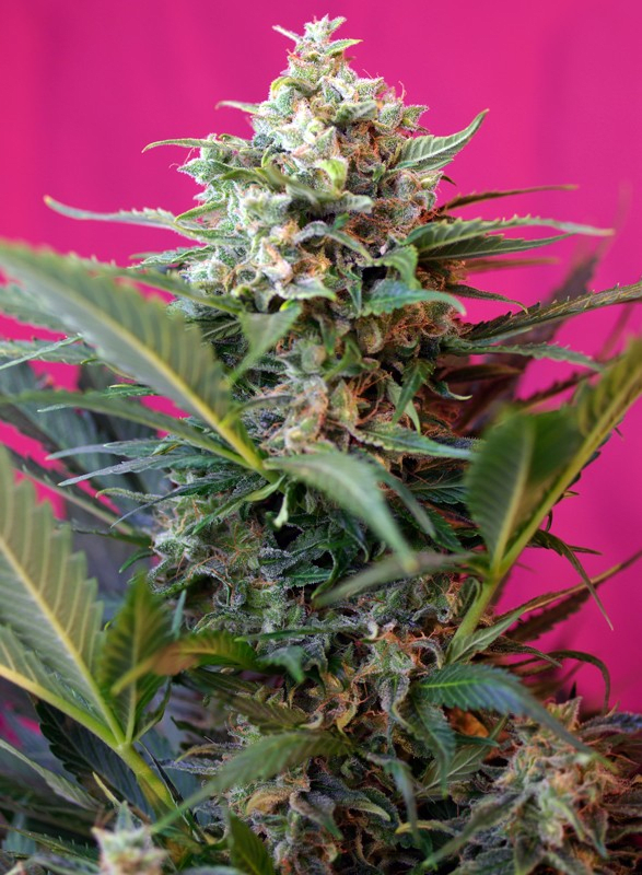 BIG DEVIL XL AUTO-SWEET SEEDS PACK 3+12