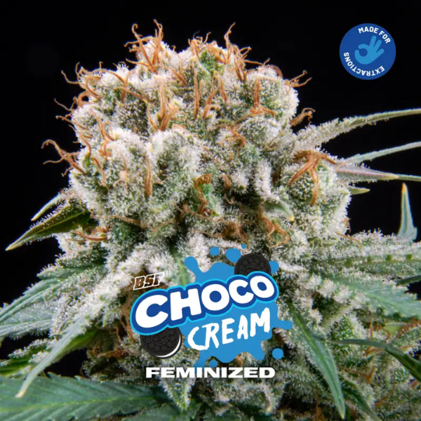 CHOCO CREAM FEM-BSF SEEDS1