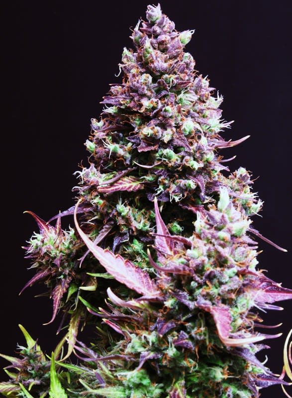 CREAM CARAMEL AUTO-SWEET SEEDS PACK 3+12