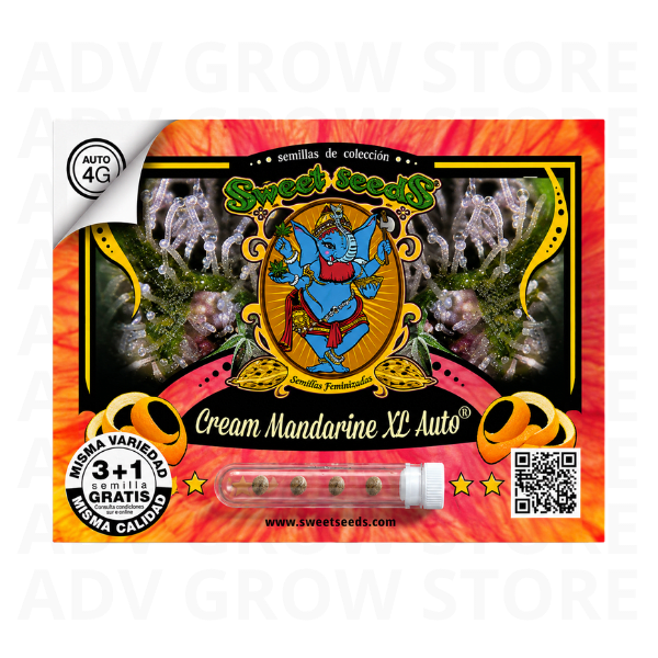 CREAM MANDARINE XL AUTO-SWEET SEEDS1