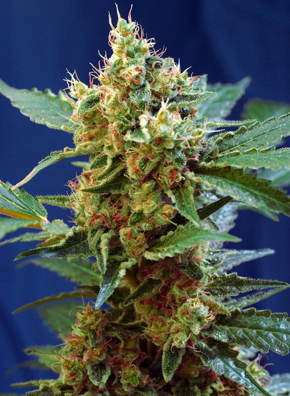 CREAM MANDARINE XL AUTO-SWEET SEEDS PACK 3+12