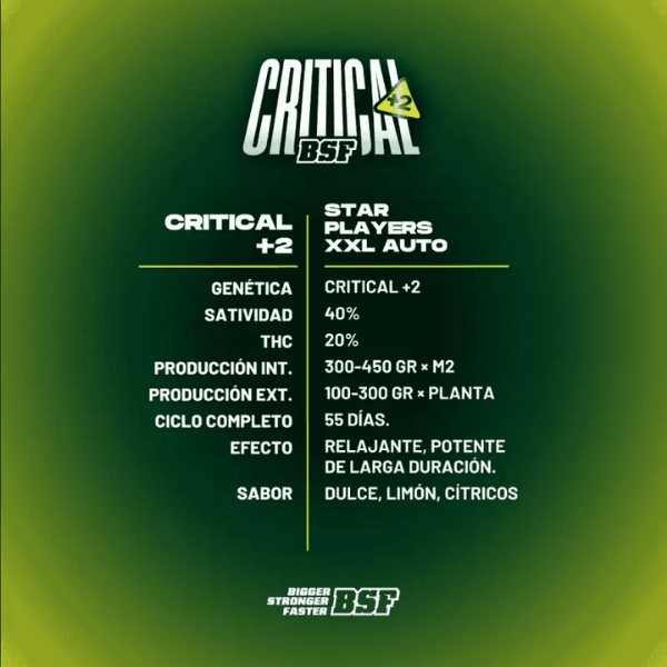 CRITICAL+2 XXL AUTO-BSF SEEDS2