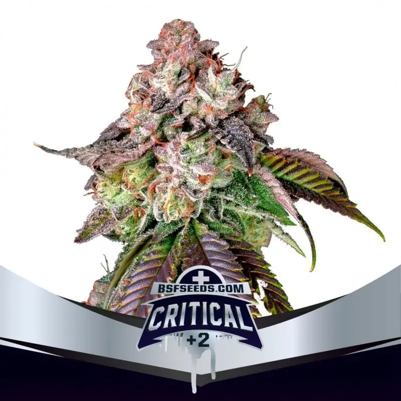 CRITICAL+2 FEM-BSF SEEDS PACK X41