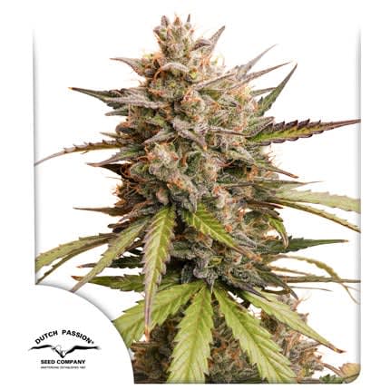 AUTO MELONADE RUNTZ-DUTCH PASSION PACK X32