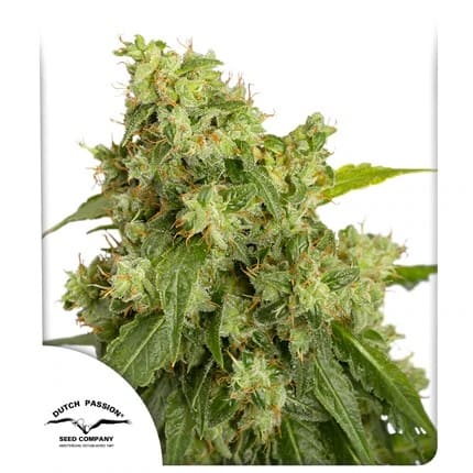 AUTO XTREME-DUTCH PASSION PACK X31