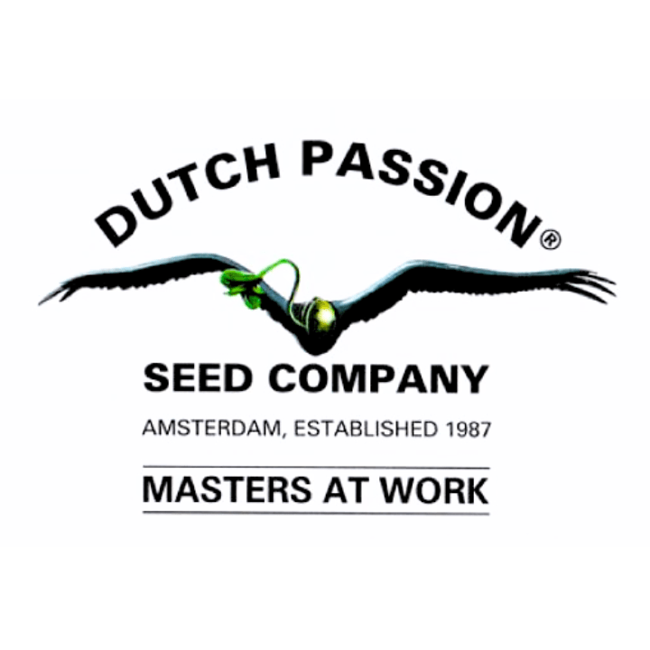 AUTO MELONADE RUNTZ-DUTCH PASSION PACK X31