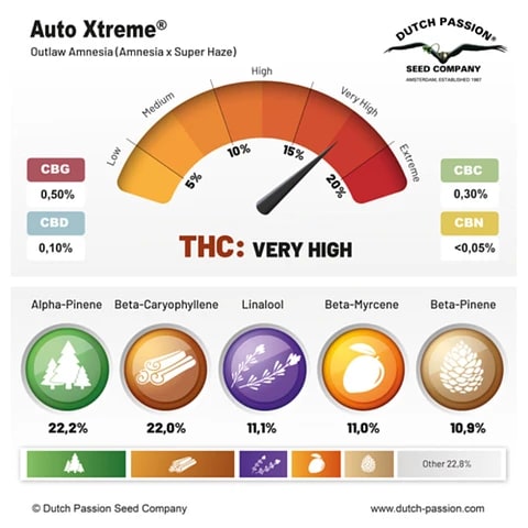 AUTO XTREME-DUTCH PASSION PACK X32