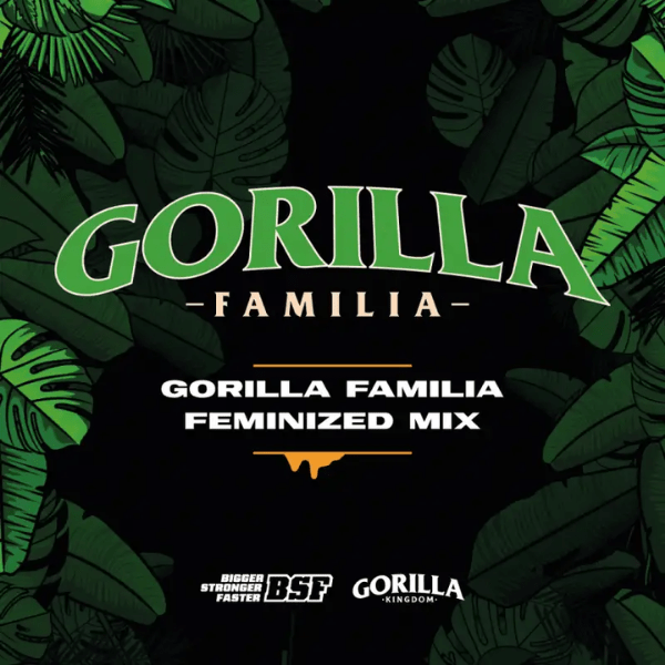 GORILLA FAMILIA MIX FEM-BSF SEEDS1