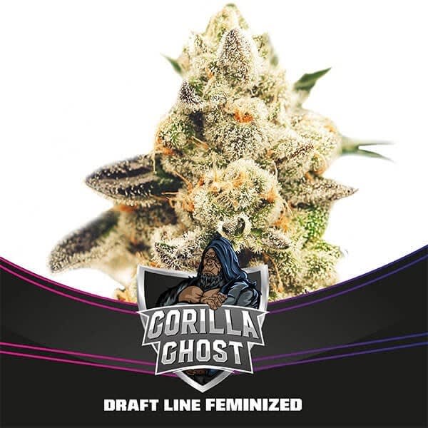 GORILLA GHOST FEM-BSF SEEDS PACK X41