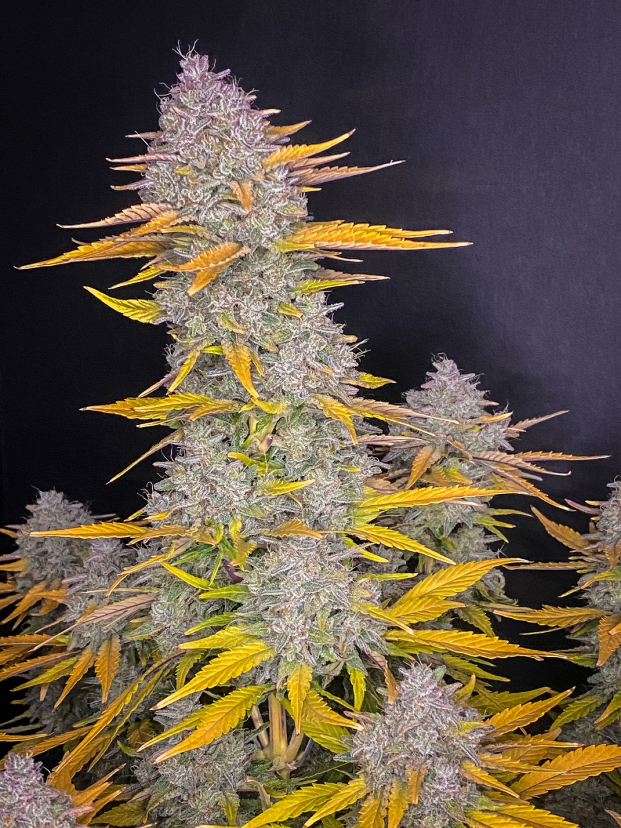 GORILLA COOKIES AUTO-FAST BUDS PACK 3+23