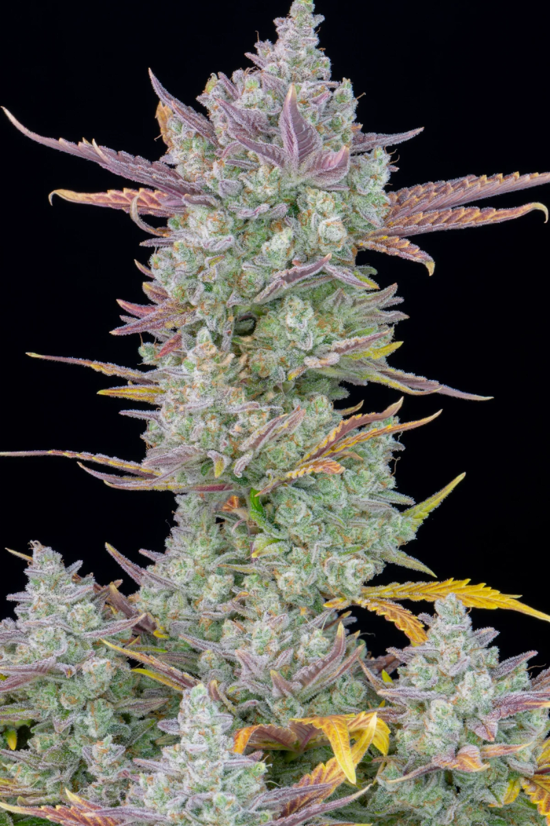 GORILLA COOKIES AUTO-FAST BUDS PACK 3+22
