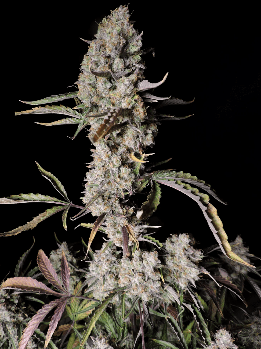 GORILLA ZKITTLEZ AUTO-FAST BUDS PACK 3+22