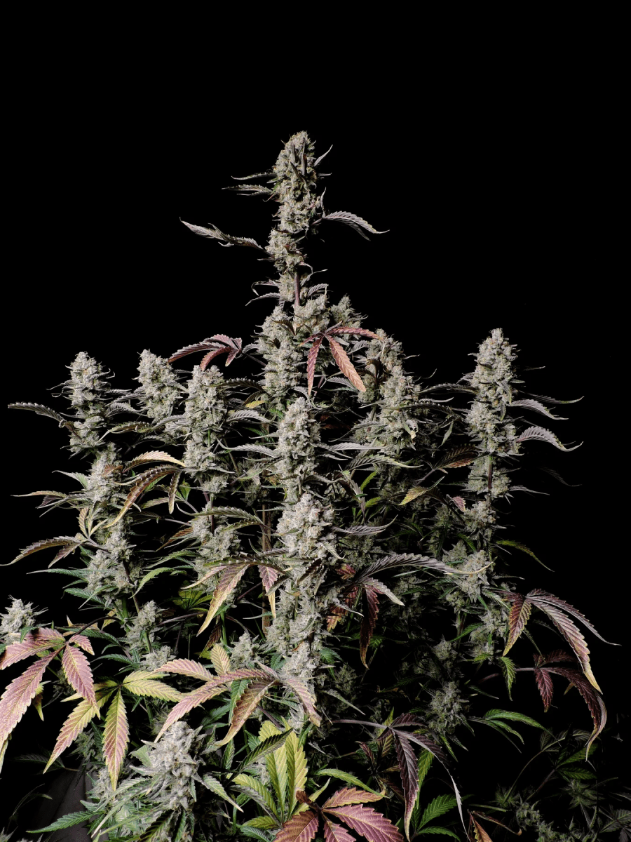 GORILLA ZKITTLEZ AUTO-FAST BUDS PACK 3+23