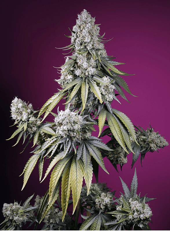 JEALOUSY Z XL AUTO-SWEET SEEDS PACK 3+12