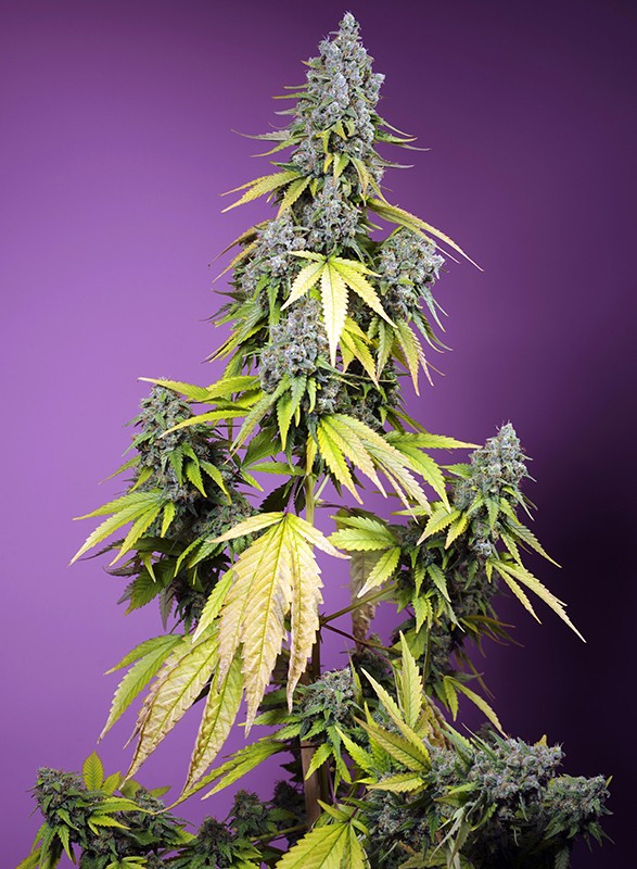JET FUEL MANDARINE XL AUTO-SWEET SEEDS PACK 3+12