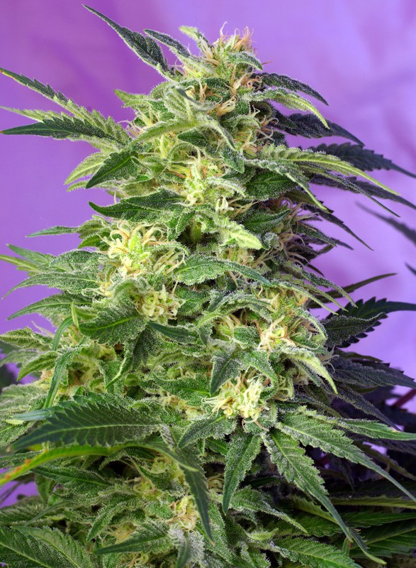 KILLER KUSH AUTO-SWEET SEEDS PACK 3+12