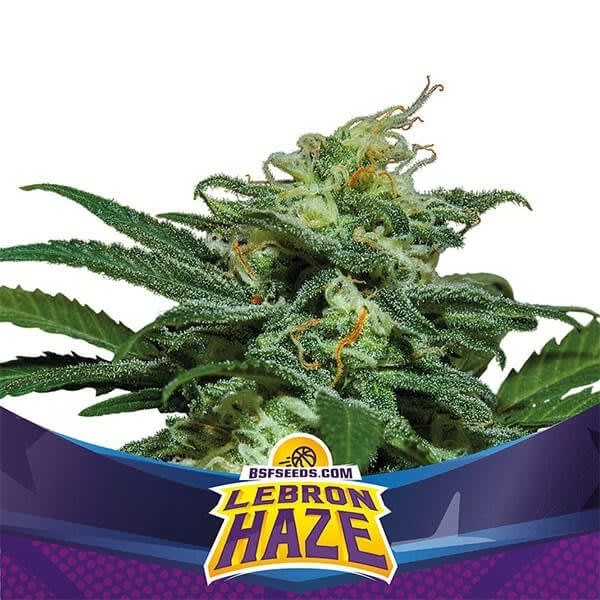 LEBRON HAZE XXL AUTO-BSF SEEDS PACK X41
