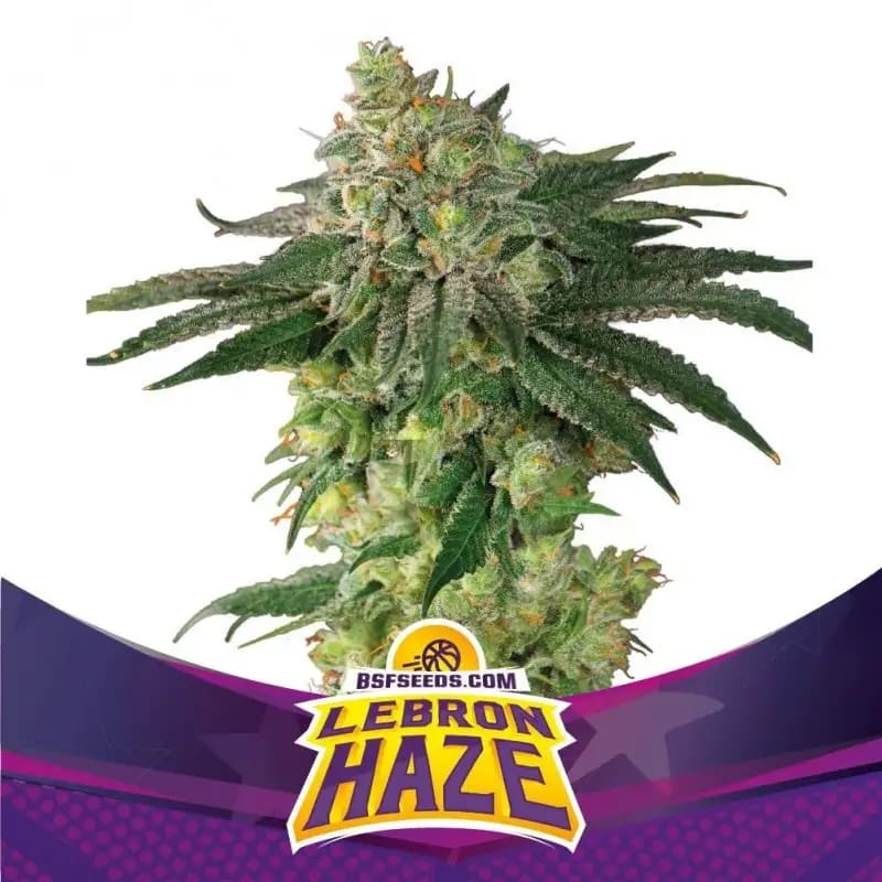 LEBRON HAZE FEM-BSF SEEDS PACK X41