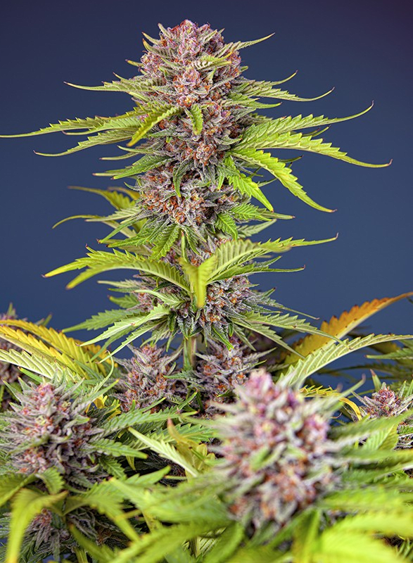 MIMOSA BRUCE BANNER XL AUTO-SWEET SEEDS PACK 3+12