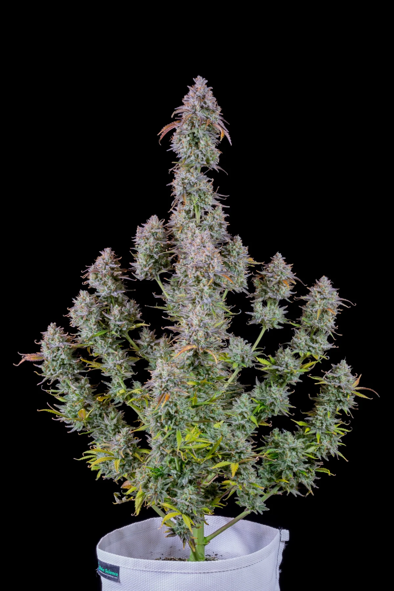 MIMOSA CAKE AUTO-FAST BUDS PACK 3+23